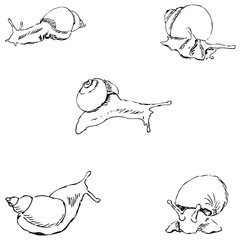 Snails. Pencil sketch by hand