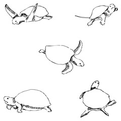 Turtles. Pencil sketch by hand