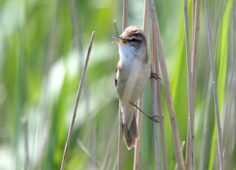 Great Reed Watbler (Acrocephalus arundinaceus) singing in a reedbed, Danube Delta, Romania.