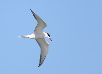 Common Tern, (Sterna hirundo), adult in flight, Romania.
