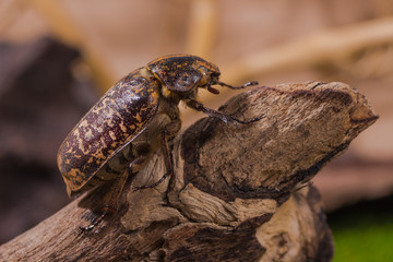 Cockchafer Beetle ( Polyphylla tonkinensis), Beetle