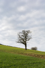 Fototapeta na wymiar Einsame Baum in der Natur an der Strasse