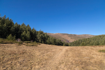 Pine forest in the mountain and clear blue sky