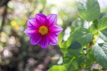 Dahlia à contre-jour (jardins Claude Monet à Giverny)