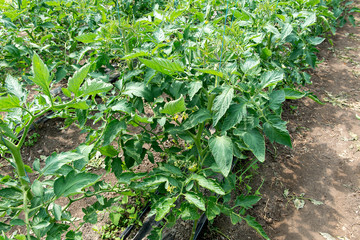 Growing tomatoes in the greenhouse. The technology of drip irrigation in greenhouse.