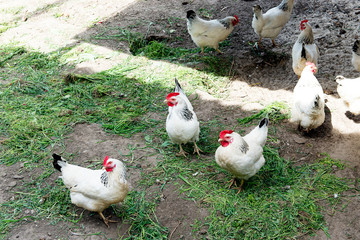 White chicken walking on the chicken coop in the spring. Agriculture. Ornithology. Poultry yard.