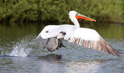 Dalmatian Pelican (Pelecanus crispus) taking off from Drift Reservoir, Cornwall, England, UK.