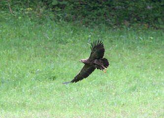 Lesser Spotted Eagle (Aquila pomarina) flying low over a meadow, Romania.