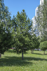 Trees in the city