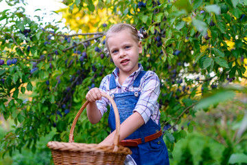 Fototapeta premium Girl gardener with basket full of plums in the garden