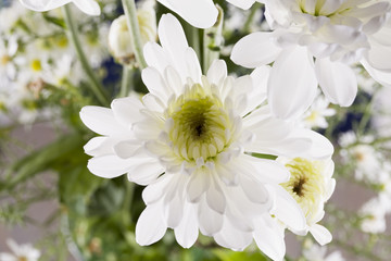 White daisy in close up
