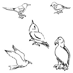Birds. Pencil sketch by hand