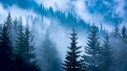Fotobehang dennenbos in blauwe mist © Pavlo Klymenko