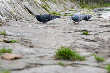Vogelgrippe H5N Seuche