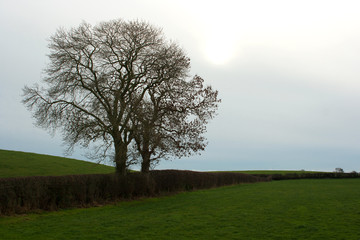 Common Ash trees in a farmland hedgerow in Ireland with the traditional small fields