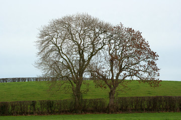 Ash trees set in a Hawthorn hedgerow on a small farm in Northern Ireland