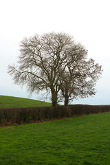 Ash trees in winter silhouette on a dull day on an Irish farm with hawthorn hedgerow field boundaries