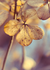 Herbstliche Hortensien - Verblühte Hortensien im warmen Herbstlicht