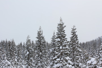 雪が積もった木々