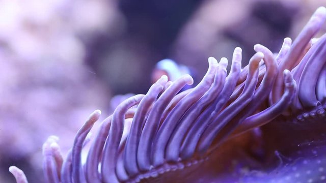 Red purple sea anemone. Amphiprion ocellaris - clownfish - saltwater fish