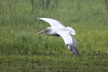 White Pelican (Pelecanus onocrotalus) in flight, Danube Delta, Romania.