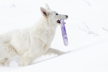 Obraz na płótnie Canvas dog playing with a toy