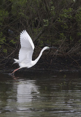 Great Egret (Egretta alba)(unusual colour variant) just taking off, Danube Delta, Romania.
