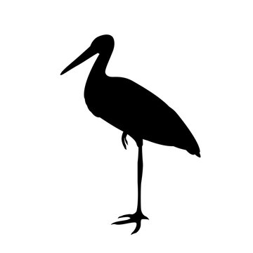 Stork vector illustration  black silhouette