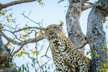 Leopard starring out of a tree.
