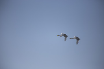 Flight flock of swans in the blue sky