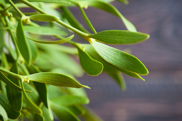 Green mistletoe close up