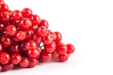 Ripe red viburnum isolated on white background