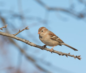 Field Sparrow perched in an Oak tree