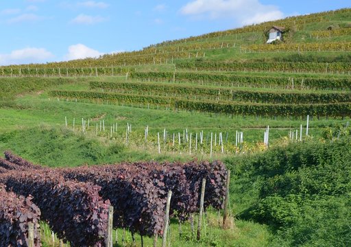 view across the vineyards of the Schutterlindenberg in Lahr  Baden Germany