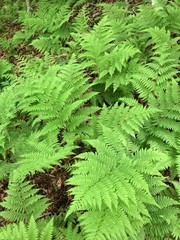 Fern