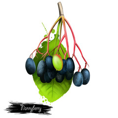 Oil palm illustration isolated on white. Tropical fruit.