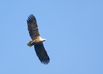 White-tailed Eagle (Haliaetus albicilla) in flight overhead against a blue sky, Danube Delta, Romania.