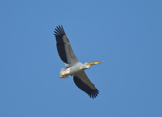 Fototapeta na wymiar White Pelican (Pelecanus onocrotalus) in flight against a blue sky, Danube Delta, Romania.
