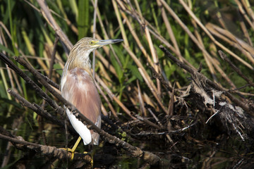 Squacco Heron, (Ardeola ralloides), standing on a branch in the river, Danube Delta, Romania.