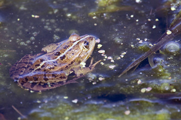 Green Frog, (Marsh/Pond/Edible Frog, Pelophylax sp), Danube Delta, Romania.