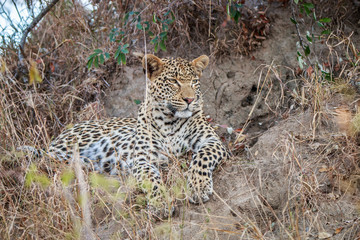 Leopard laying in the grass.
