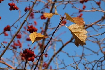 Ripe hawthorn (Crataegus sp.) pome fruits against a blue sky in the autumn park