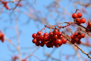 Ripe hawthorn (Crataegus sp.) pome fruits against a blue sky in the autumn park
