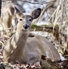 Beautiful isolated photo of a wild deer in the forest