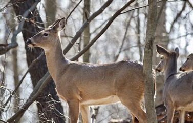 Fototapeta premium Beautiful isolated picture of wild deer in the forest