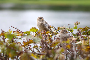 Sparrow in the bushes, funny and beautiful birds around. Birds cute birds in nature. The life of wild animals.