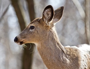 Beautiful isolated portrait of a cute wild deer in the forest