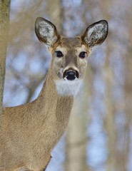Beautiful portrait of a cute wild deer in the forest