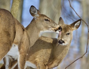Beautiful isolated photo of two cute wild deer in the forest