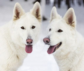 dog muzzle close-up looking
